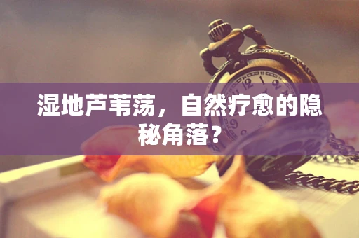 湿地芦苇荡，自然疗愈的隐秘角落？