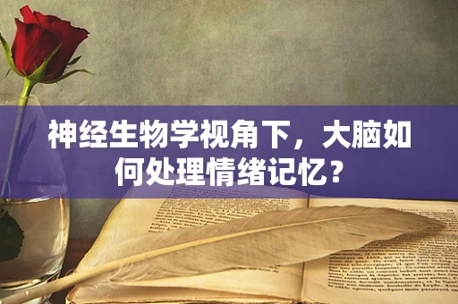 神经生物学视角下，大脑如何处理情绪记忆？