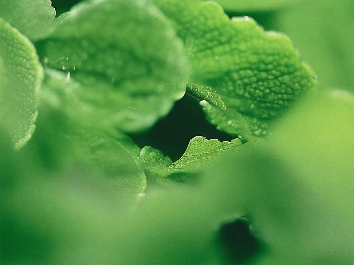 植物保护与医疗环境，如何构建绿色疗愈空间？