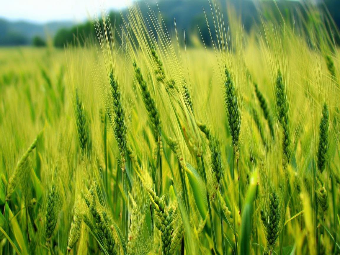 高粱，传统食疗新宠，能否成为糖尿病患者的餐桌良友？