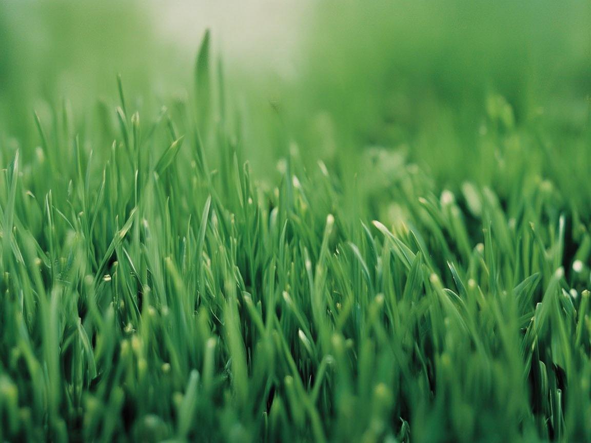 植物保护与医疗环境，如何构建绿色疗愈空间？