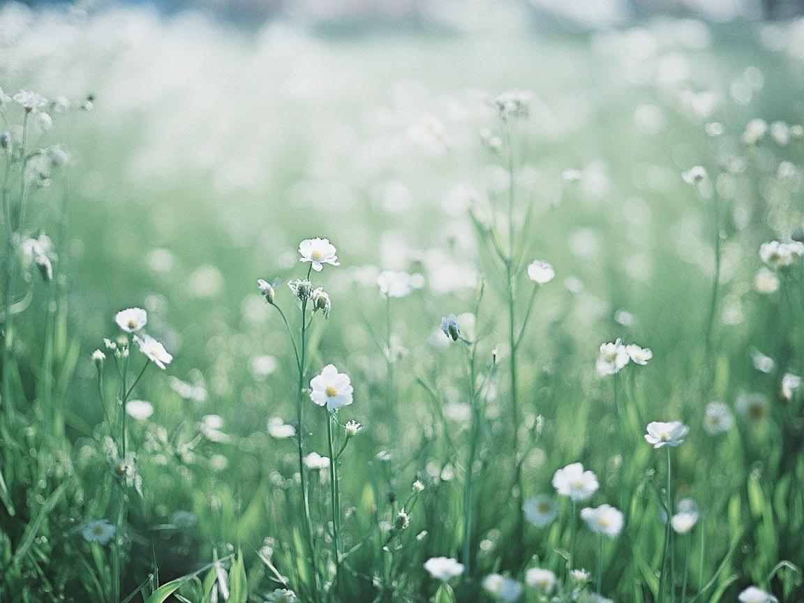 荞麦，一种被低估的护理良药吗？