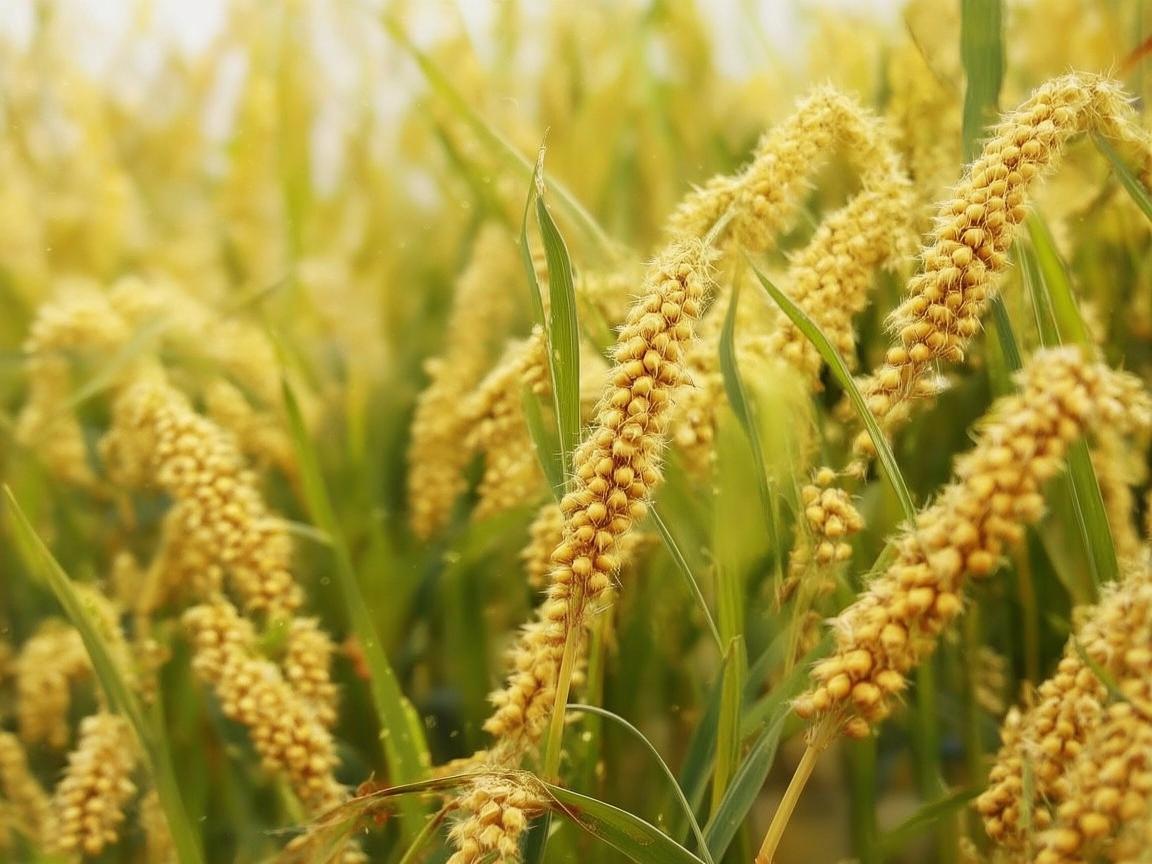 黍子，一种被忽视的医疗护理宝藏作物？